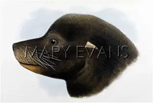 Otaria: SEALS / OTARIA HEAD 1885