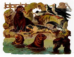 Seabirds: SEALS SCRAP