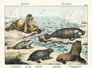 Naturgeschichte: Seals, sea lion, walrus and manatee