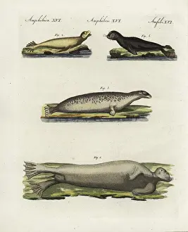 Barbatus: Seals and sealions