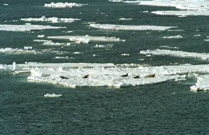 Northeast: Seals in Western Arctic, 1996