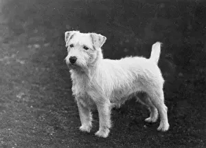 Sealyham: SEALYHAM/BESS BACH