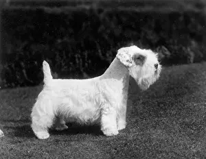 Sealyham: SEALYHAM/CH. DELAGLACE