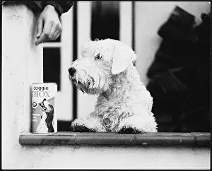 Doggie: SEALYHAM & DOGGY CHOX
