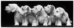 Sealyham: Sealyham Puppies - 1936
