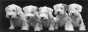 Sealyham: SEALYHAM PUPPIES/1936