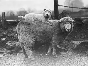 Malling: SEALYHAM RIDING A SHEEP