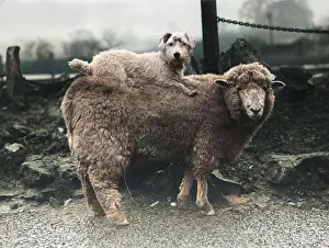 Malling: SEALYHAM RIDING A SHEEP