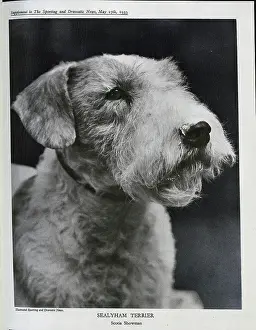 Sealyham: Sealyham Terrier