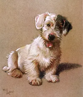 Sealyham: Sealyham Terrier