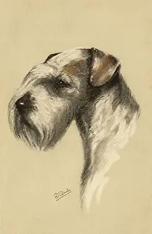 Sealyham: Sealyham Terrier
