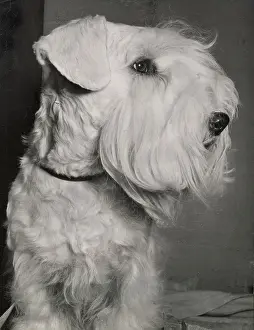 Sealyham: Sealyham Terrier