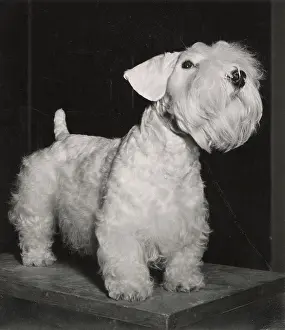 Sealyham: Sealyham Terrier