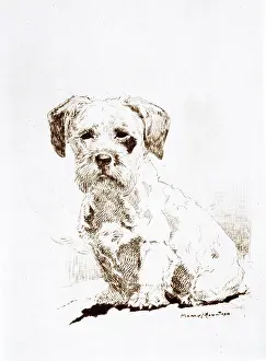 Sealyham: Sealyham terrier puppy by Harry Rountree