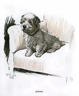 Sealyham: Sealyham terrier sitting in an armchair