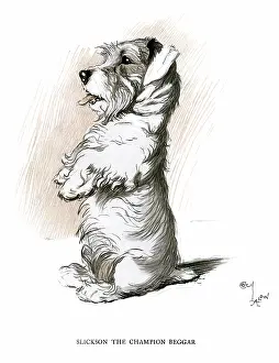 Sealyham: Sealyham terrier sitting up and begging
