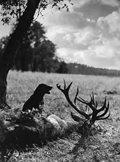 Rutting: Search, 1936