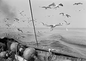 Seagulls: Seascape
