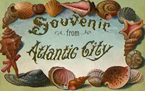 Seashell: Seashell Postcard