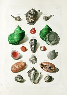 Translates: Seashells from 18th century Danish volume
