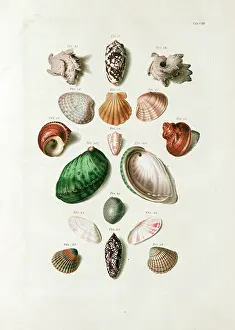 Translates: Seashells from 18th century Danish volume
