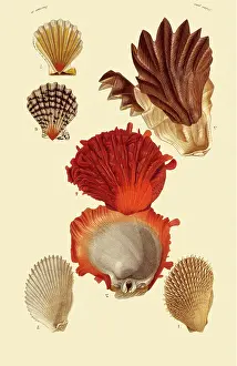 Scallop: Seashells