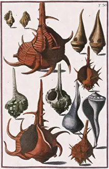 Varied: Seashells