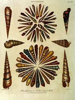 Wilkes: Seashells