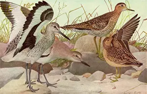 Flap: Seaside Birds