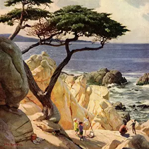 Cypress: Seaside Cypresses