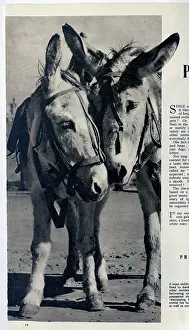 Nuzzling: Seaside Donkeys