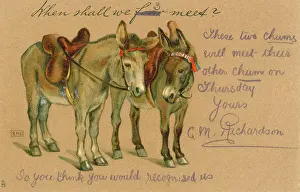 Saddles: Two seaside donkeys chat between rides