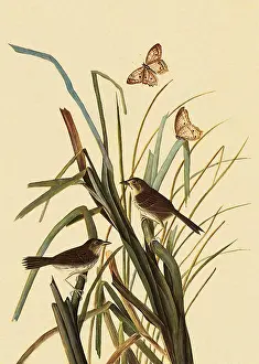 Sparrow: Seaside Sparrow, Ammospiza maritima