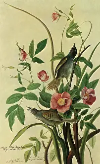 Maritima: Seaside Sparrows