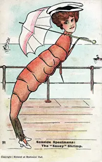 Terminology: Seaside Specimens: The Saucy Shrimp