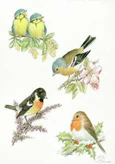 Chaffinch: Four Seasons blue tits, chaffinch, stonechat, robin