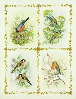 Bullfinches: Four seasons composite design