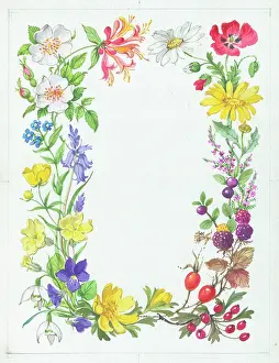 Buttercup: Four seasons wild flower border