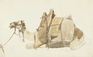 Ungulates: Seated Laden Camel
