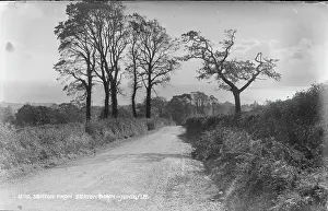 Hedges: Seaton from Seaton Down