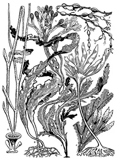 Lilley: Seaweed