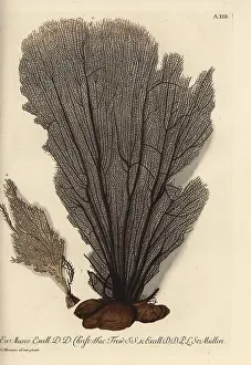 Auserlesenes: Seaweed without coral bark 1, and smaller