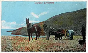 Gatherers: Seaweed Gatherers