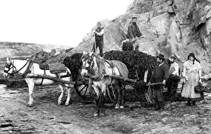 Gatherers: Seaweed gatherers, Jersey