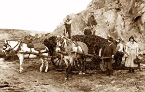 Gatherers: Seaweed gatherers, Jersey