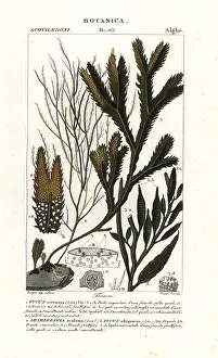 Verico: Seaweed species