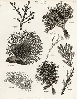 Universal Dictionary: Seaweeds, coral weed and algae