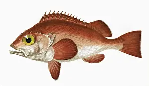 Perch: Sebastes norvegicus, or Rose Fish