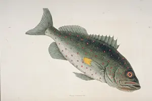 Rockfish: Sebastes sp. rockfish
