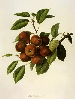 Pyrus: Seckle Pears